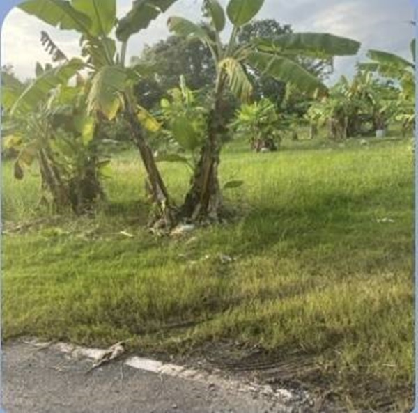 ขายที่ดิน ดอนเจริญ เมืองนครนายก 200 ตร.ว. ติดถนน มีน้ำ มีไฟ พร้อม ไลน์ korn6655